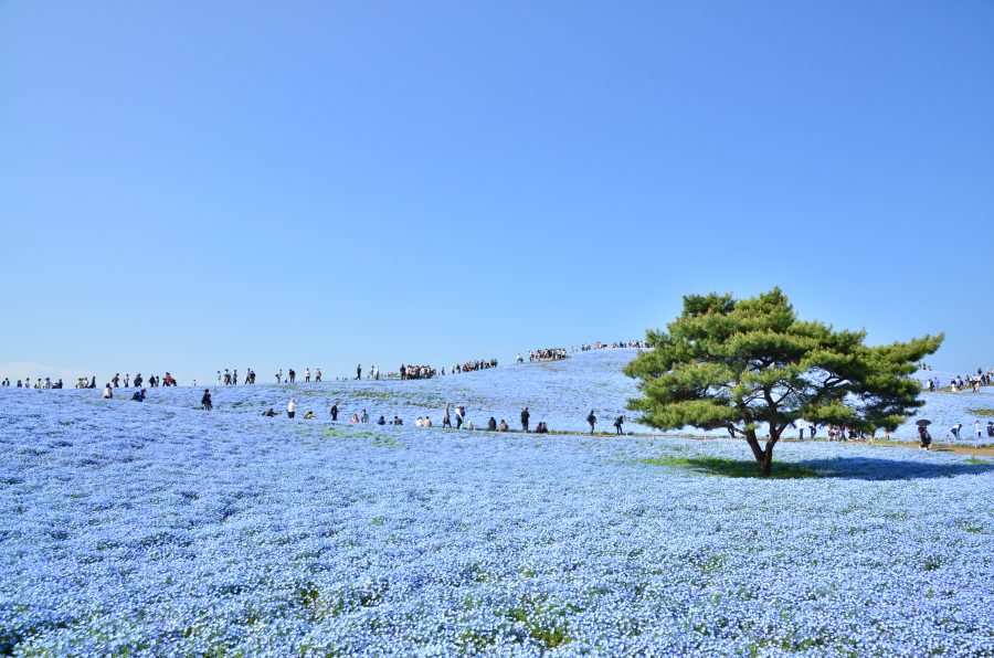 国営ひたち海浜公園に行ってきました グリニッジ株式会社